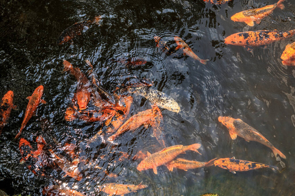 koi fish in garden pond decorative landscape design - Foto, imagen