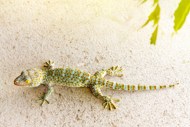 fermer thailand sain tokay gecko accrocher sur le mur - Photo, image