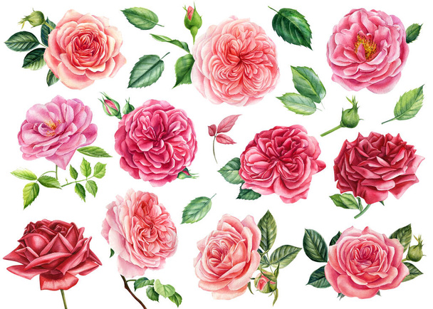 Set of pink and red roses flowers, green leaves on isolated white background, watercolor illustration greeting cards - Photo, Image