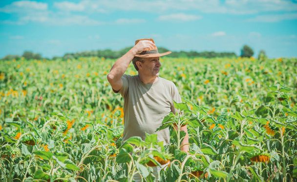 フィールドでの成熟した男、ライフスタイルの高齢者。ひまわり畑の老人牧草地の農家 - 写真・画像