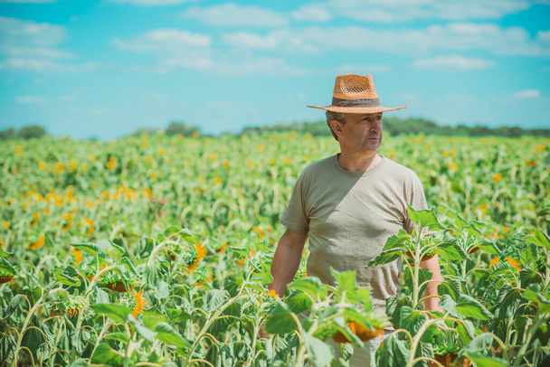 Mature man at field, lifestyle older men. Older senior man at sunflowers field, farmer at meadow - Photo, image
