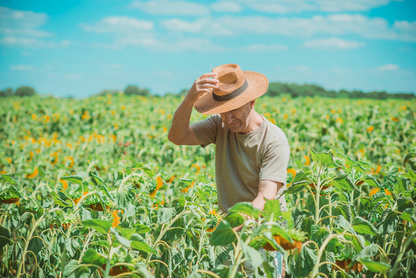 Mature man at field, lifestyle older men. Older senior man at sunflowers field, farmer at meadow - Photo, Image