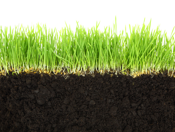 Cross-section of soil and grass isolated on white background - Photo, Image
