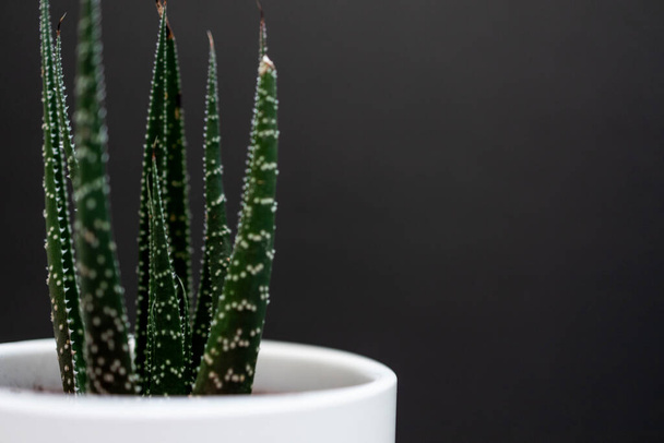 Green home cactus in a white pot on black background - Φωτογραφία, εικόνα