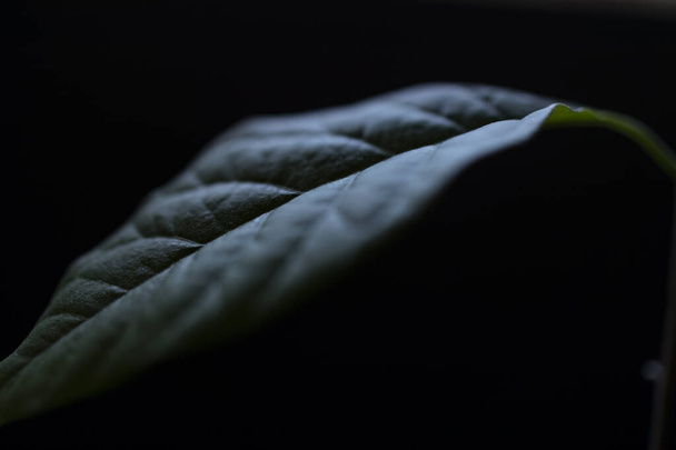 небольшие листья авокадо, домашняя посадка с естественным освещением и черным фоном - Фото, изображение
