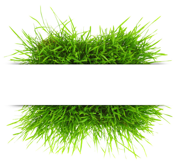 Bannière naturelle avec herbe fraîche isolée sur fond blanc
 - Photo, image