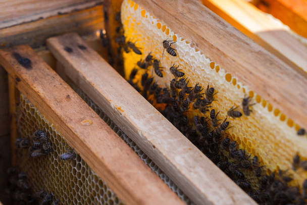 Honey bees removed from the hive for inspection by a beekeeper. The nest's internal structure is a densely packed group of hexagonal prismatic cells made of beeswax, called a honeycomb. - Foto, imagen