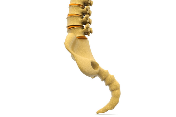 人間の脊髄。 3Dイラスト - 写真・画像