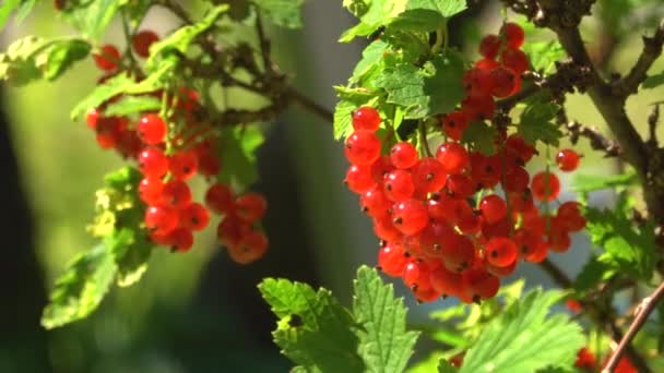 Крупный план ягод красной смородины, висящих на ветке снаружи в солнечный день - Кадры, видео