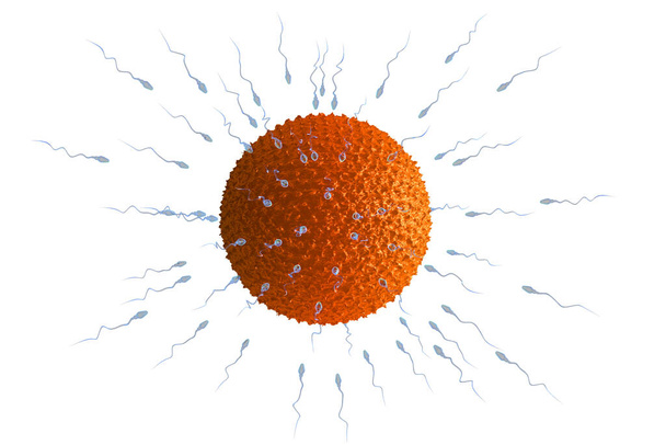 精子と卵の細胞。 3Dレンダリング - 写真・画像
