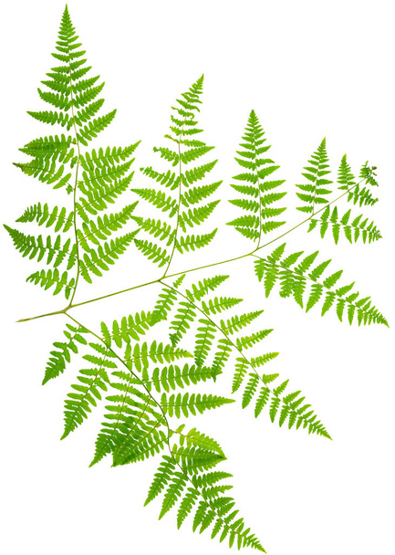 leaf fern isolated on white background in macro lens shooting - Foto, Imagem