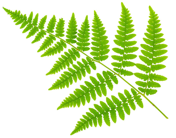 leaf fern isolated on white background in macro lens shooting - Foto, Imagem