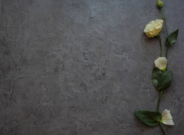 White rose on a vintage grey concrete background - 写真・画像