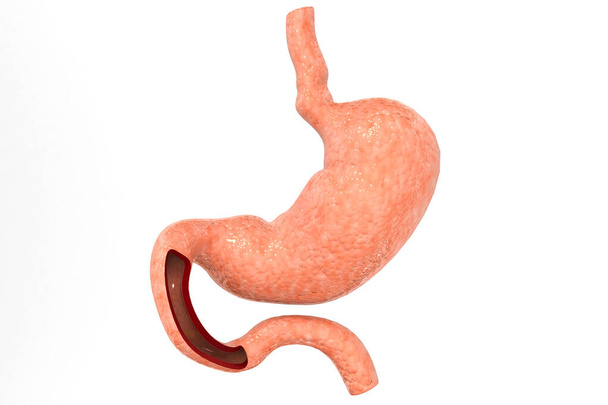 Human stomach on white background - Photo, Image