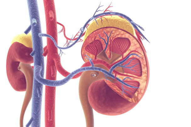 ヒト腎臓断面図 - 写真・画像