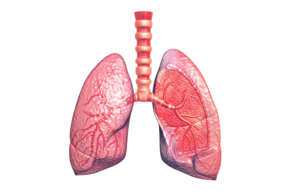 Beyaz arka planda insan akciğerleri anatomisi - Fotoğraf, Görsel