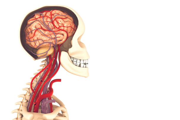 Ανατομία του ανθρώπινου εγκεφάλου - Φωτογραφία, εικόνα