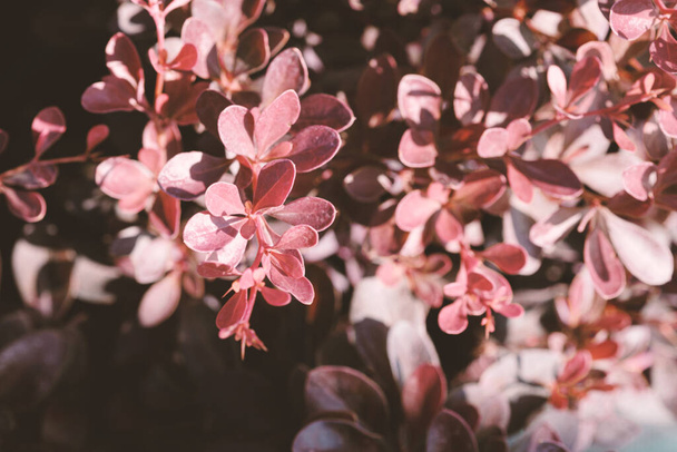 Egy dekoratív örökzöld borbolya lila ága. Latin név - Berberis thunbergii Coronita. Szelektív fókusz. Gyönyörű lila bokrok a kertben. Kertészeti koncepció. - Fotó, kép