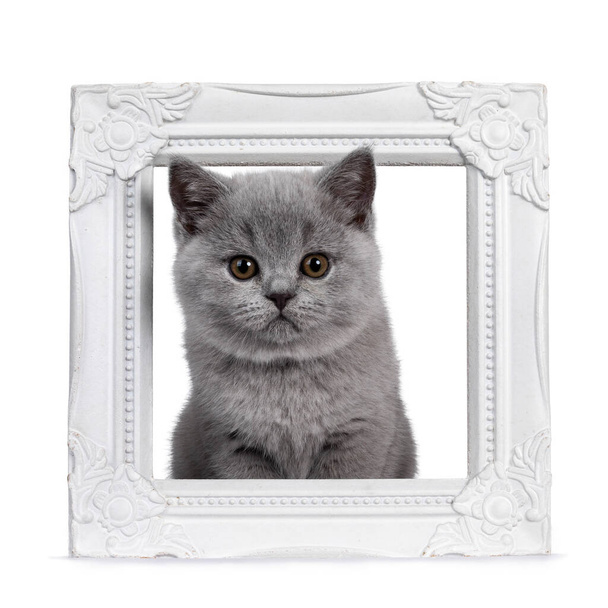 Симпатичный голубой британский котенок Shorthair, сидящий с головой через белую фоторамку. Смотрю в камеру с круглыми карими глазами. Изолированный на белом фоне
. - Фото, изображение