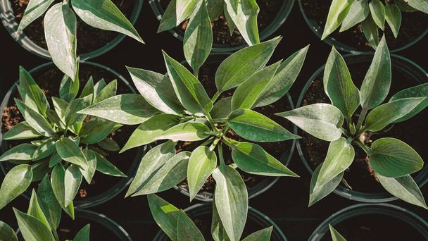 Hosta hinterlässt Muster-Hintergrund. Büsche der Hosta-Pflanze in Töpfen für den Transport in ein Gartengeschäft. Hosta - eine Zierpflanze für die Gestaltung von Parks und Gärten. Sommerpflanzen Tapete. - Foto, Bild
