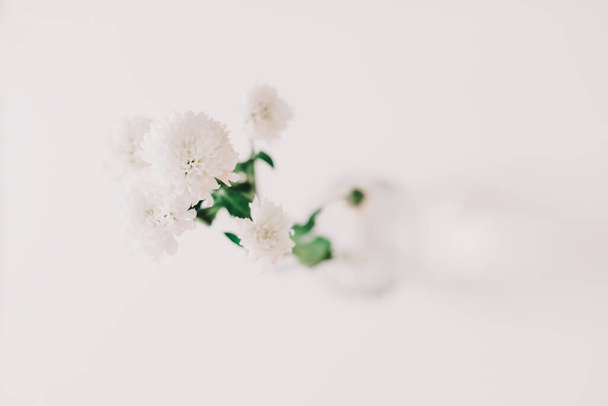 White chrysanthemum in vase on white background. Holiday, wedding, birthday concept. Copy space, top view. Minimal style - Φωτογραφία, εικόνα
