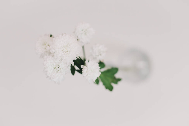 White chrysanthemum in vase on white background. Holiday, wedding, birthday concept. Copy space, top view. Minimal style - Zdjęcie, obraz