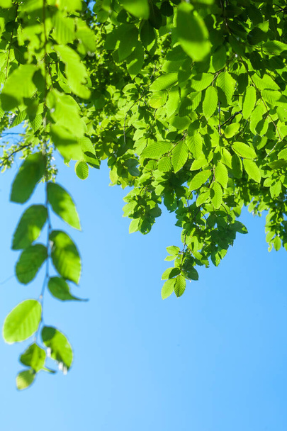 sfondo con raggio di sole e foglie verdi fresche sul ramo con luce diurna nella foresta - Foto, immagini