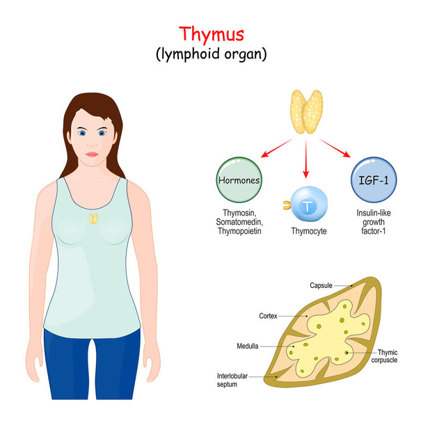 Тимус. лімфоїдний орган імунної системи людини. Структура, розташування та функції тимуса. Жінка з підсвічуванням тимусової залози
 - Вектор, зображення