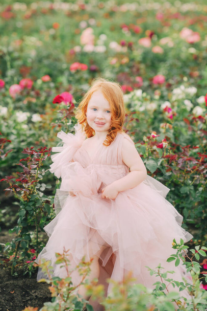 バラの畑にピンクのドレスの女の子 - 写真・画像
