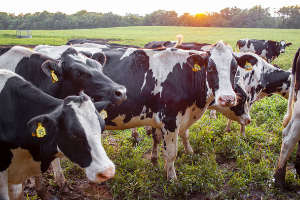 Close up look at a herd of Holstein cattle grazing at a pasture at sunset. Holstein cows have ear tags. A good concept image for free range, humane, grass fed, old style pasture grown animals. - 写真・画像