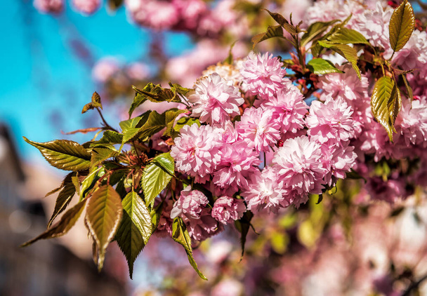 Güzel çiçek açan pembe sakura çiçekleri - Fotoğraf, Görsel