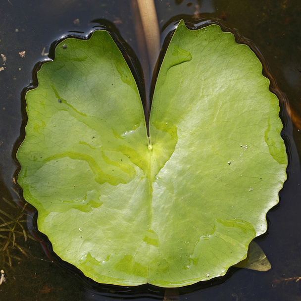 Green lotus leaf - Photo, Image