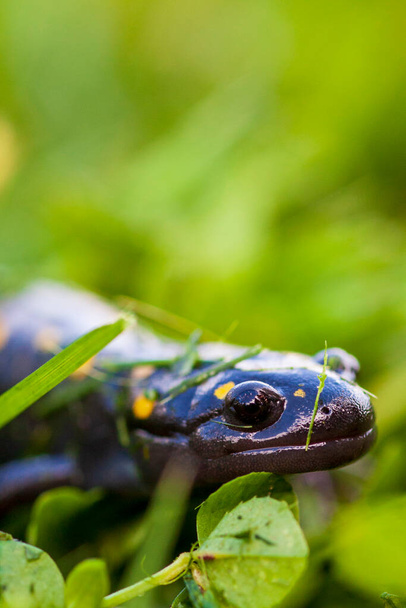 Spotted Salamander (Ambystoma maculatum) in clover and grass with negative space for copy - Photo, Image