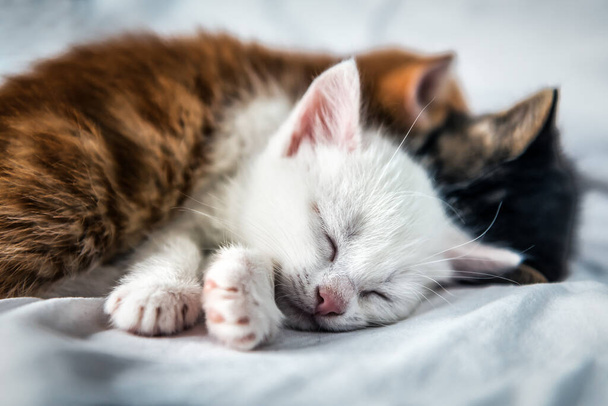 três gatinhos adormecidos coloridos bonitos - Foto, Imagem