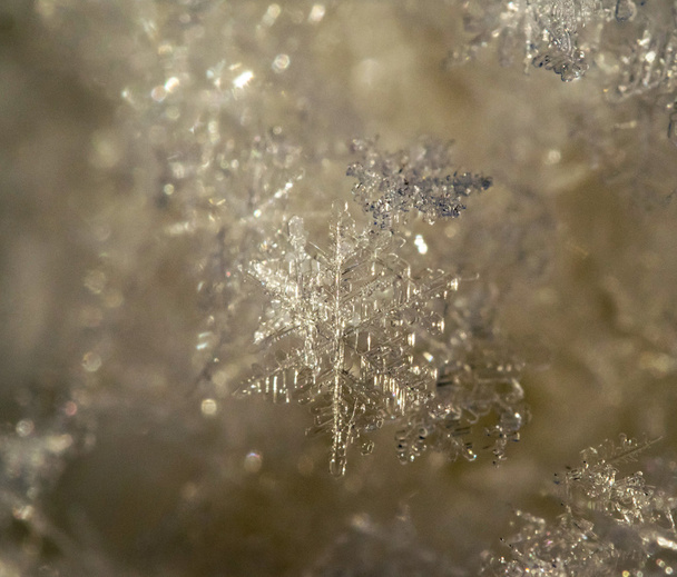 Snowflakes on Ice - Photo, Image