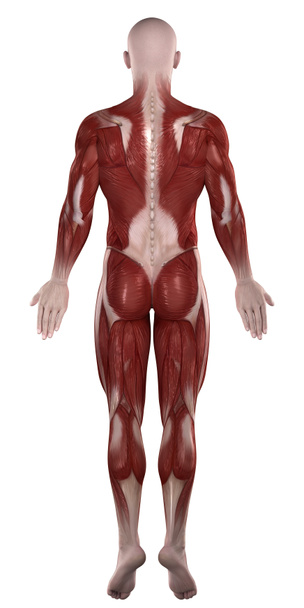 Man muscles anatomy - Photo, Image