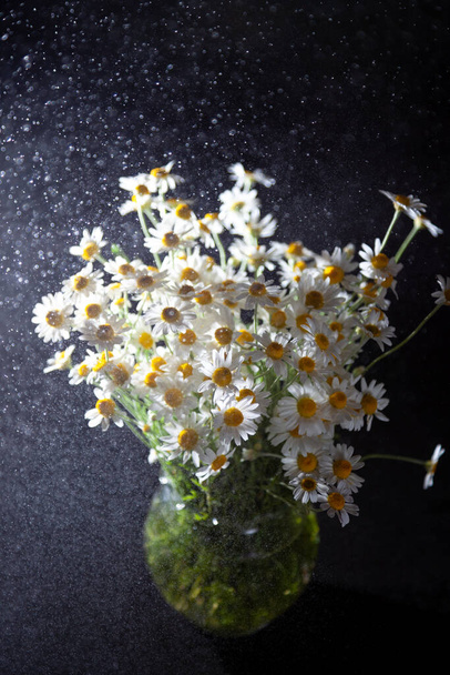 Bouquet of daisies in a vase on a black background. Field camomile. Beautiful card. Summer flowers. White flower. - Фото, зображення