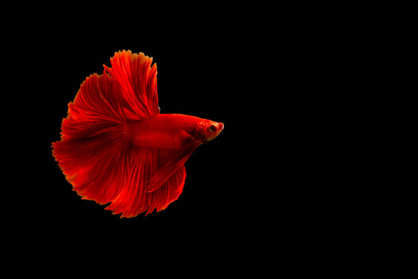 Syjamska czerwona walcząca ryba lub betta odizolowana na czarnym tle ze ścieżką wycinania i przestrzenią kopiowania - Zdjęcie, obraz