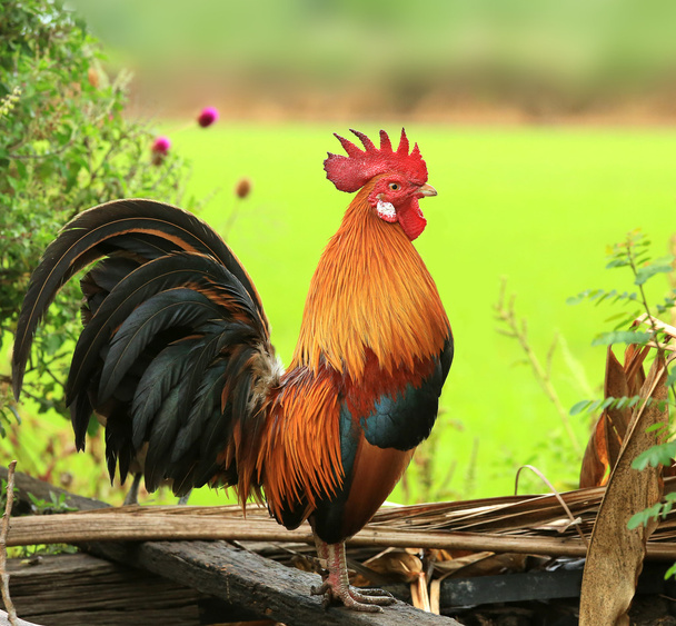 Beautiful Rooster - Photo, Image