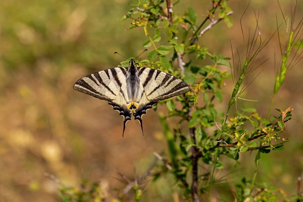Δαμάσκηνο Καταπιείτε πεταλούδα με απλωμένες φτερούγες στο φυτό / Iphiclides podalirius - Φωτογραφία, εικόνα