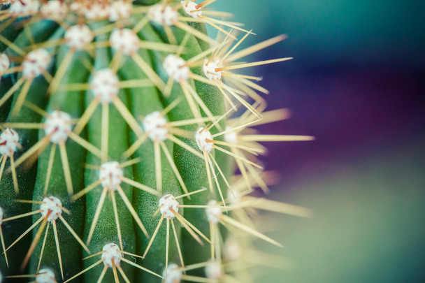 Close up of globe shaped cactus with long thorns - 写真・画像