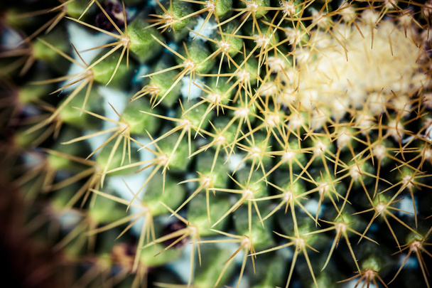 Close up van globe vormige cactus met lange doornen - Foto, afbeelding
