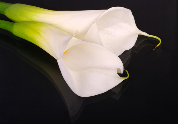 Два білих Арум лілії на чорному - Фото, зображення