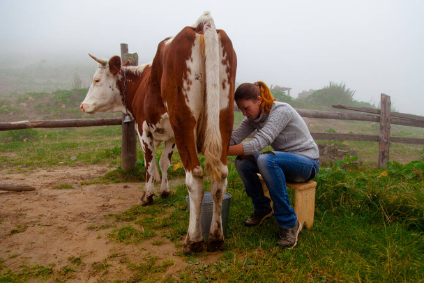 dziewczyna dostaje naturalne mleko - doi krowę na farmie w Karpatach - Zdjęcie, obraz
