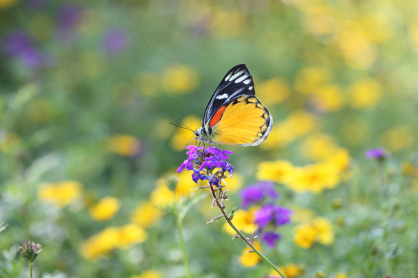 Papillon - Photo, image
