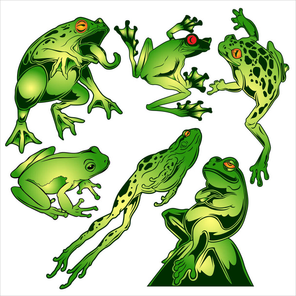 Żaba zielony rysunek wektor ilustracji - Wektor, obraz