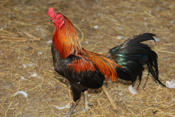 The fighting cock is stay in farm at thailand - Photo, Image