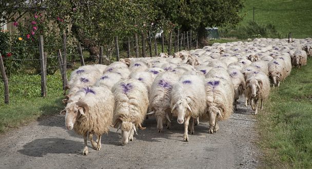 Un gregge di pecore - Foto, immagini