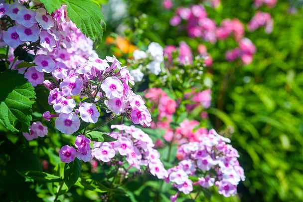 Phlox. Inflorescences of purple and pink phlox. Garden flowers in the flowerbed. Plants in their natural environment. Wonderful natural background. Wallpaper for design. - Photo, Image