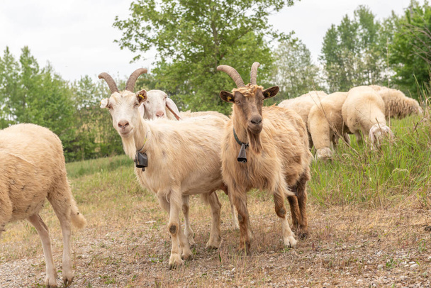 Dwie kozy z rogami skierowanymi na kamerę, gdy się drapią. Owce i kozy na łące. - Zdjęcie, obraz